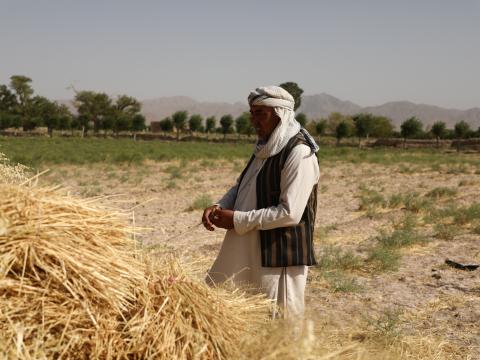 Drought Shocks